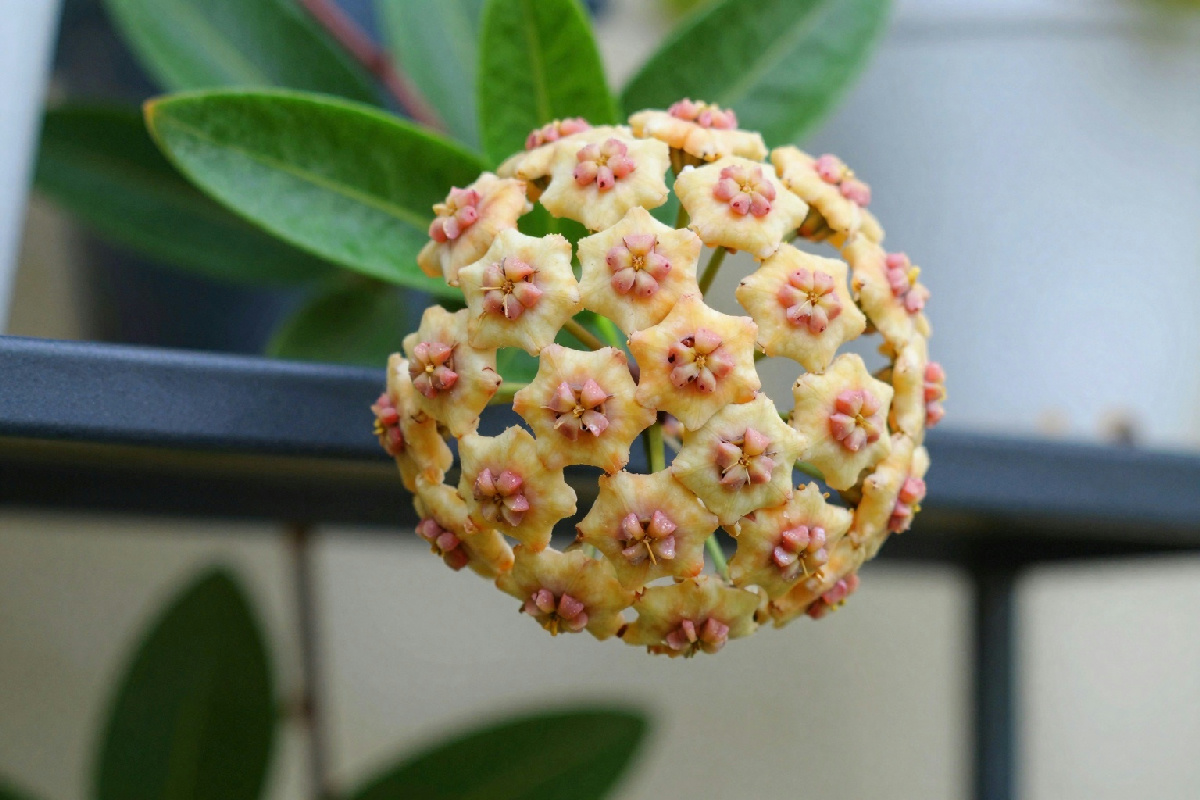 L'Hoya carnosa è un rampicante sempreverde con fiori cerosi, ideale per decorare mensole e scaffali